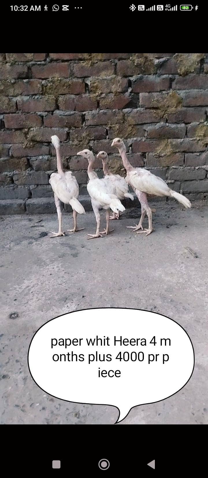 Heera 1