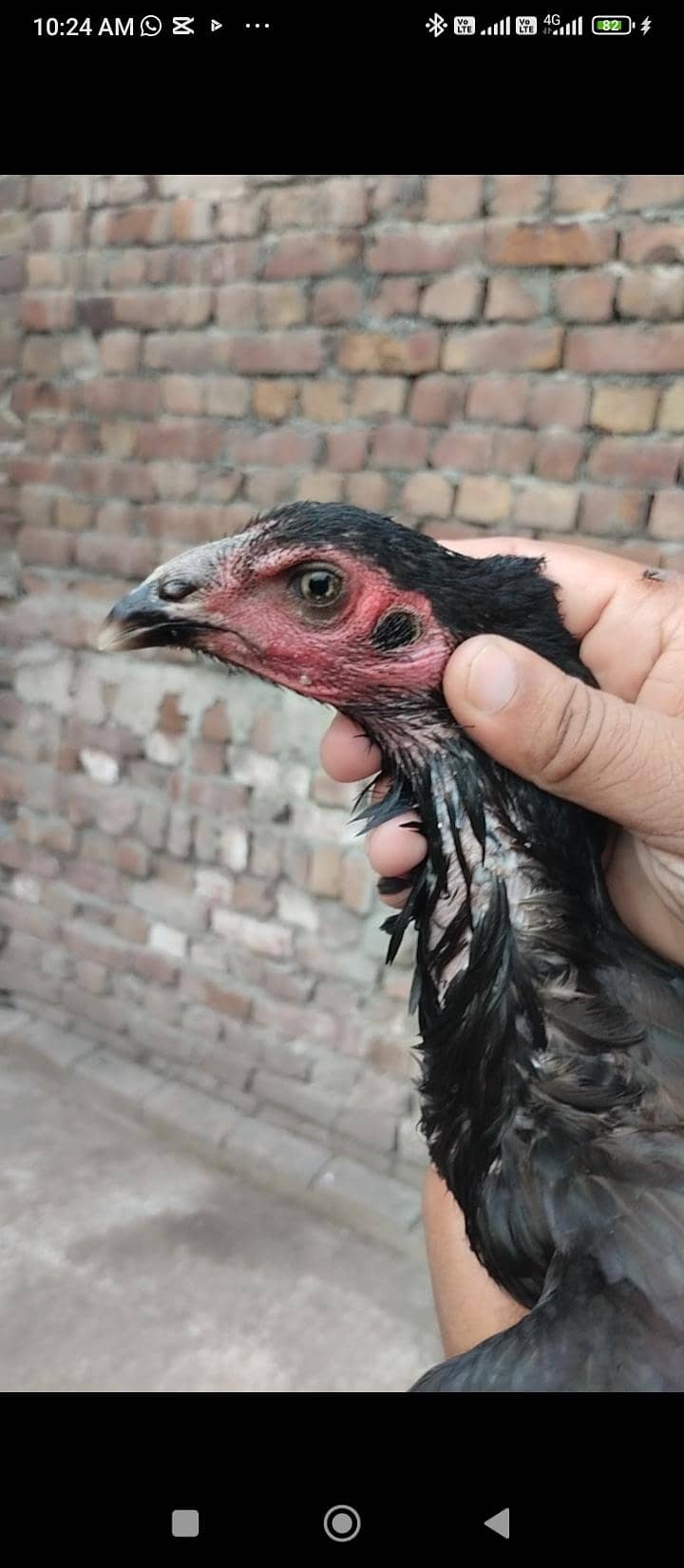 Heera 2