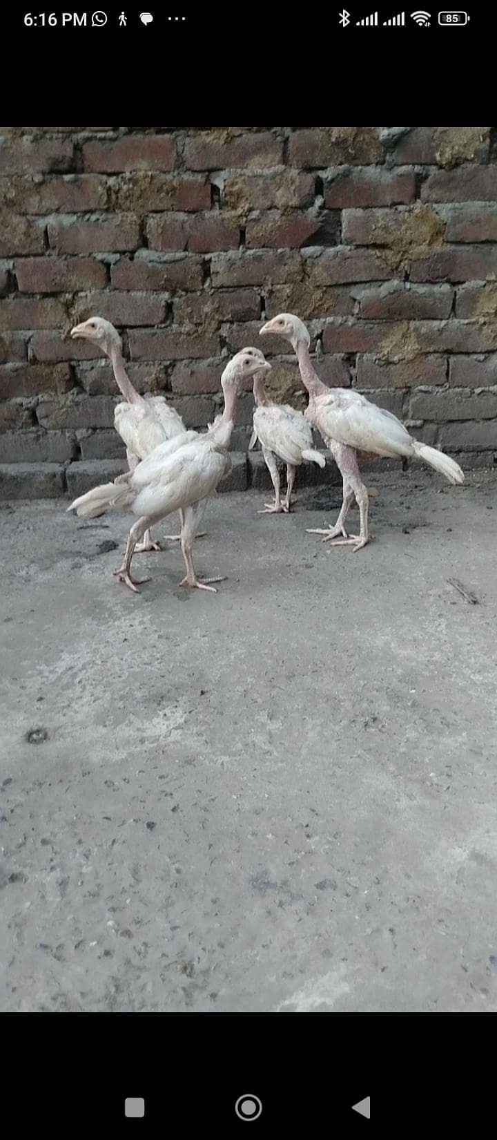 Heera 3