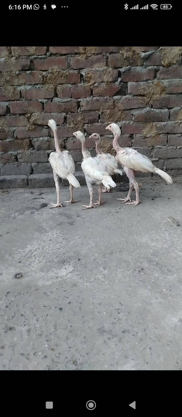 Heera 4