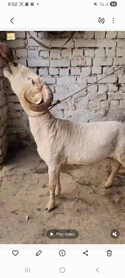 rampuri