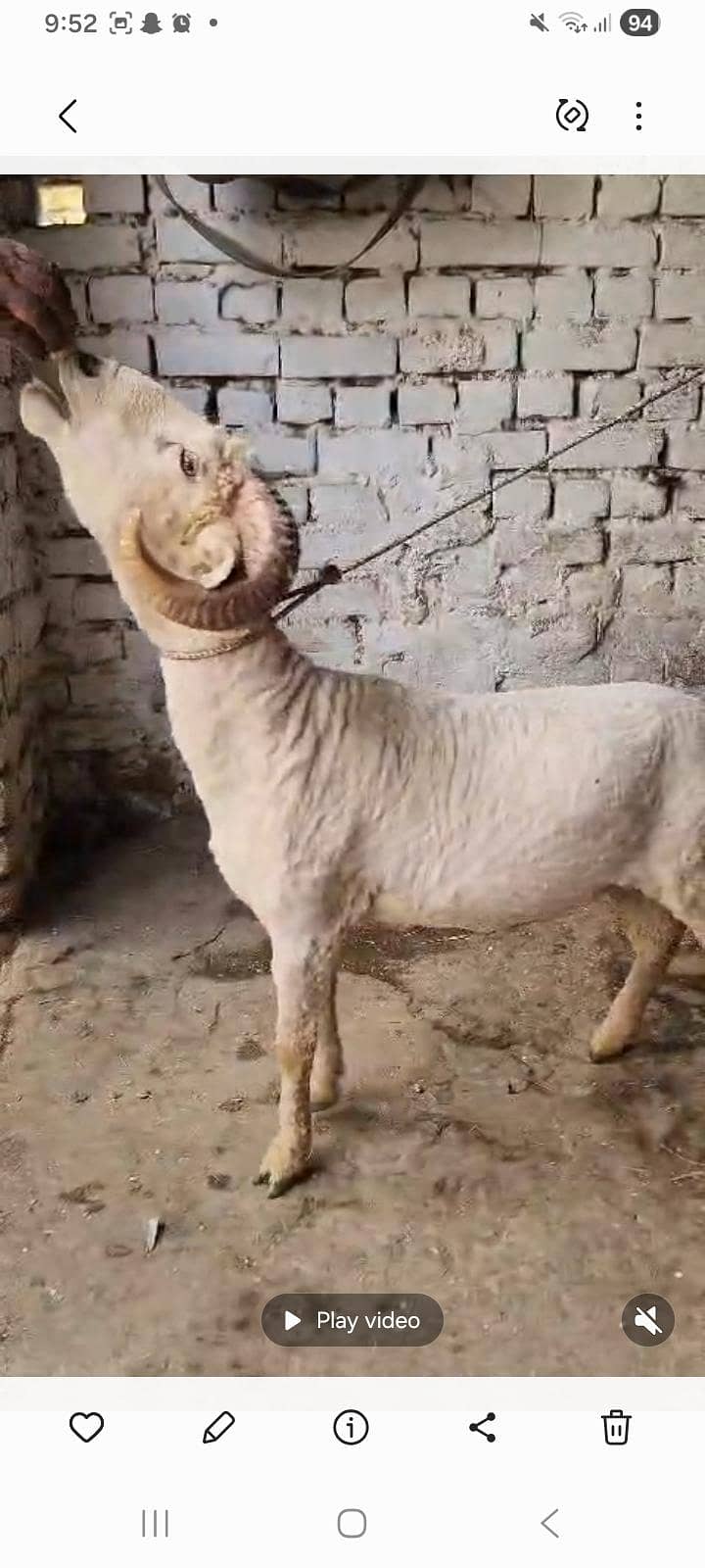 rampuri 0
