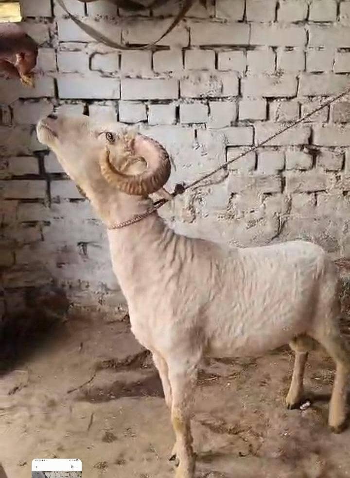 rampuri 1
