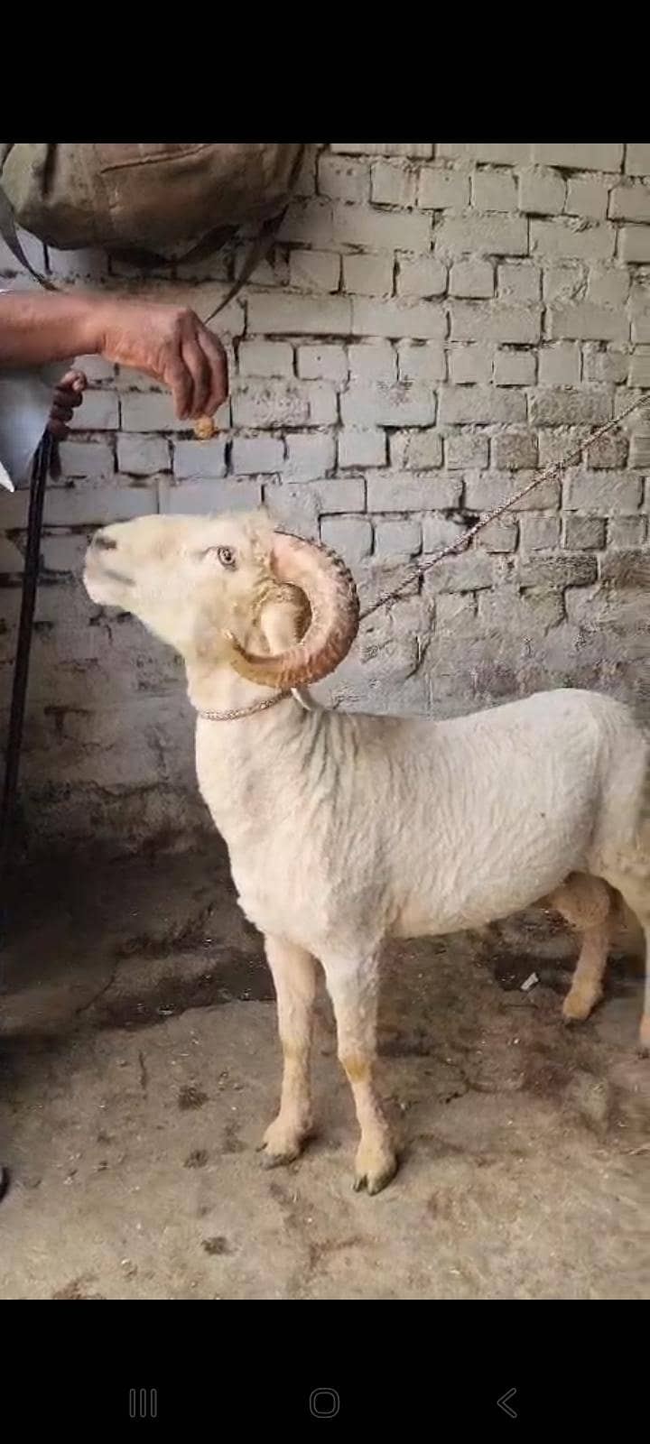rampuri 2