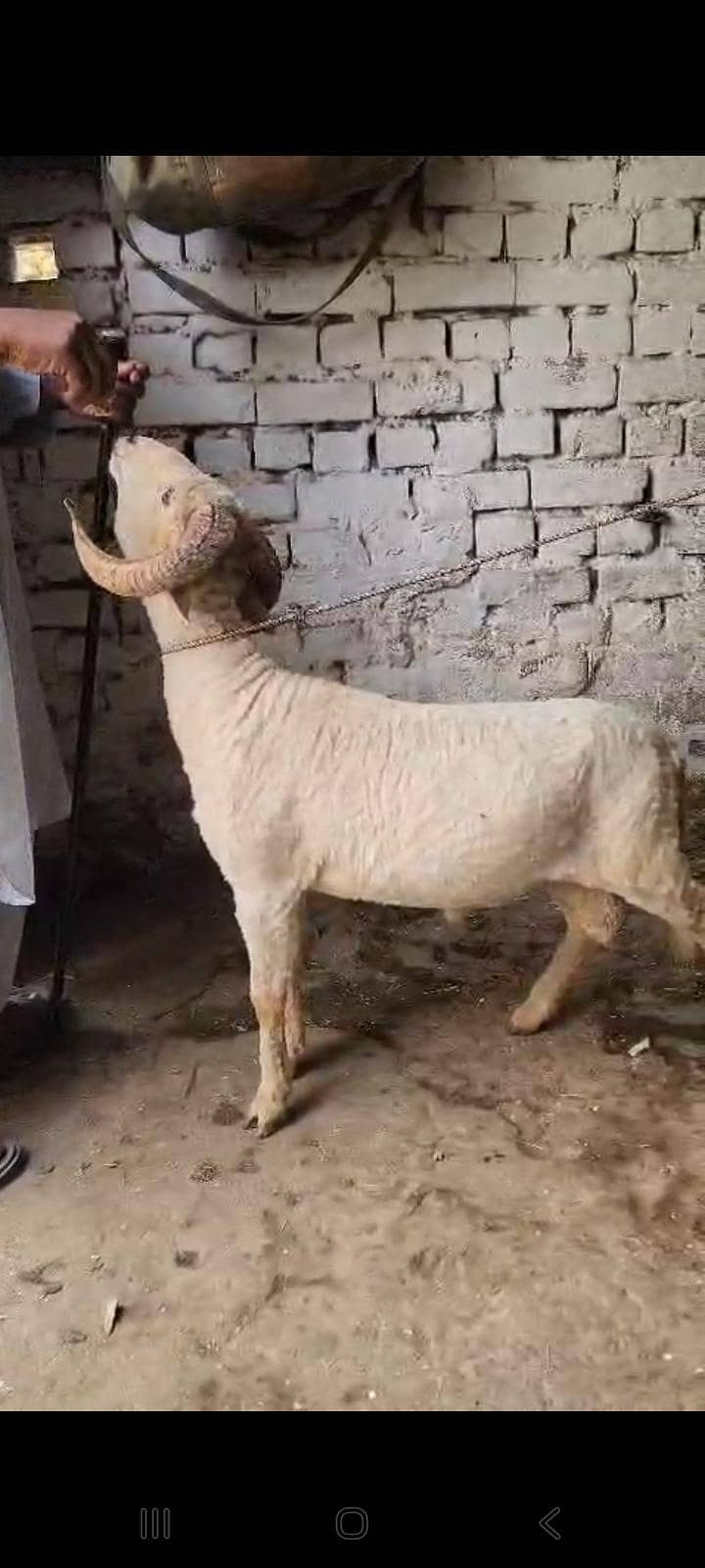rampuri 3