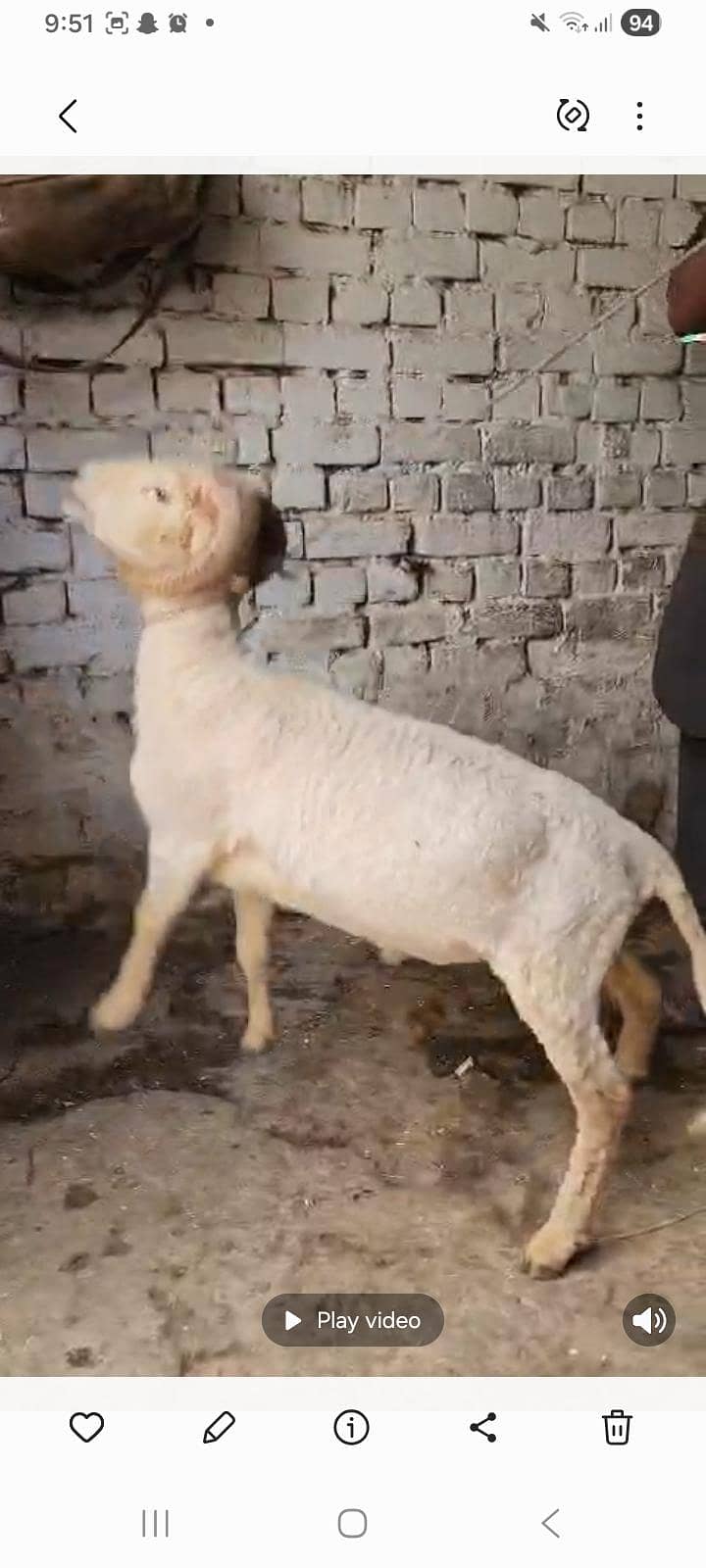 rampuri 4