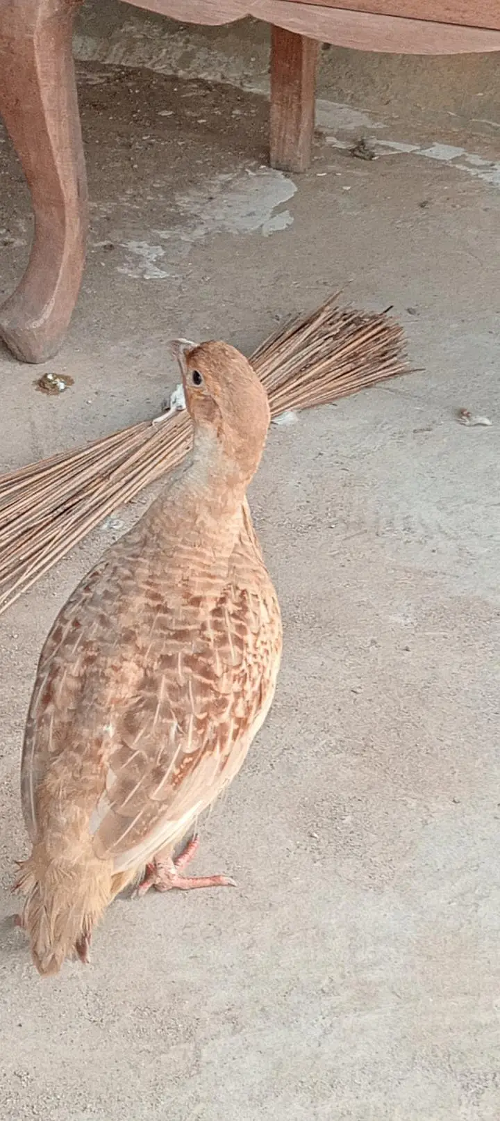 Irani Teetar — photo 3
