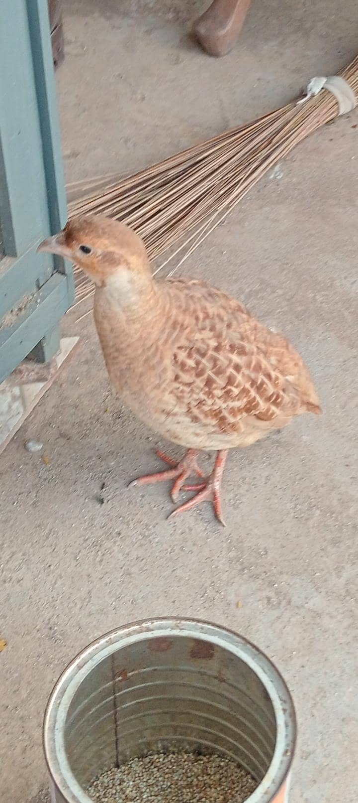 Irani Teetar 4