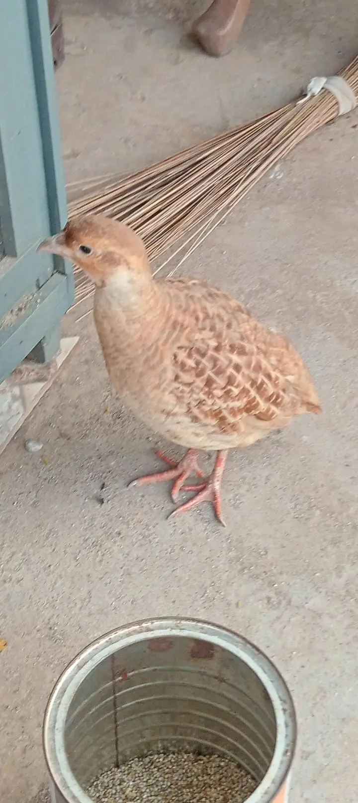 Irani Teetar — photo 5
