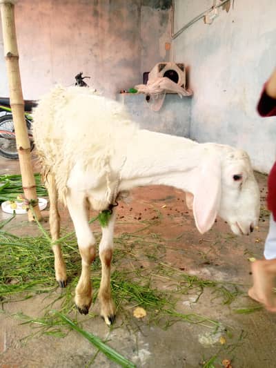 dumba for sell turky nasal ka khas duma