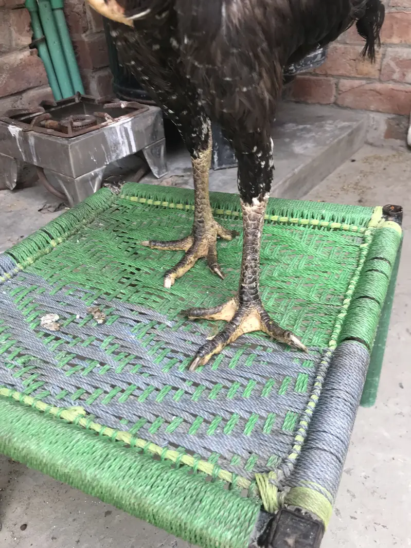 Ya female ho — photo 2