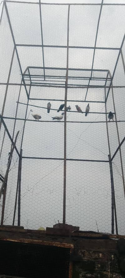 pigeons with jaal