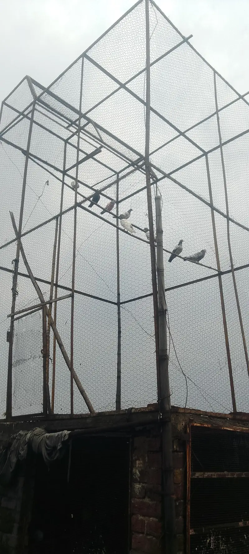 pigeons with jaal — photo 2