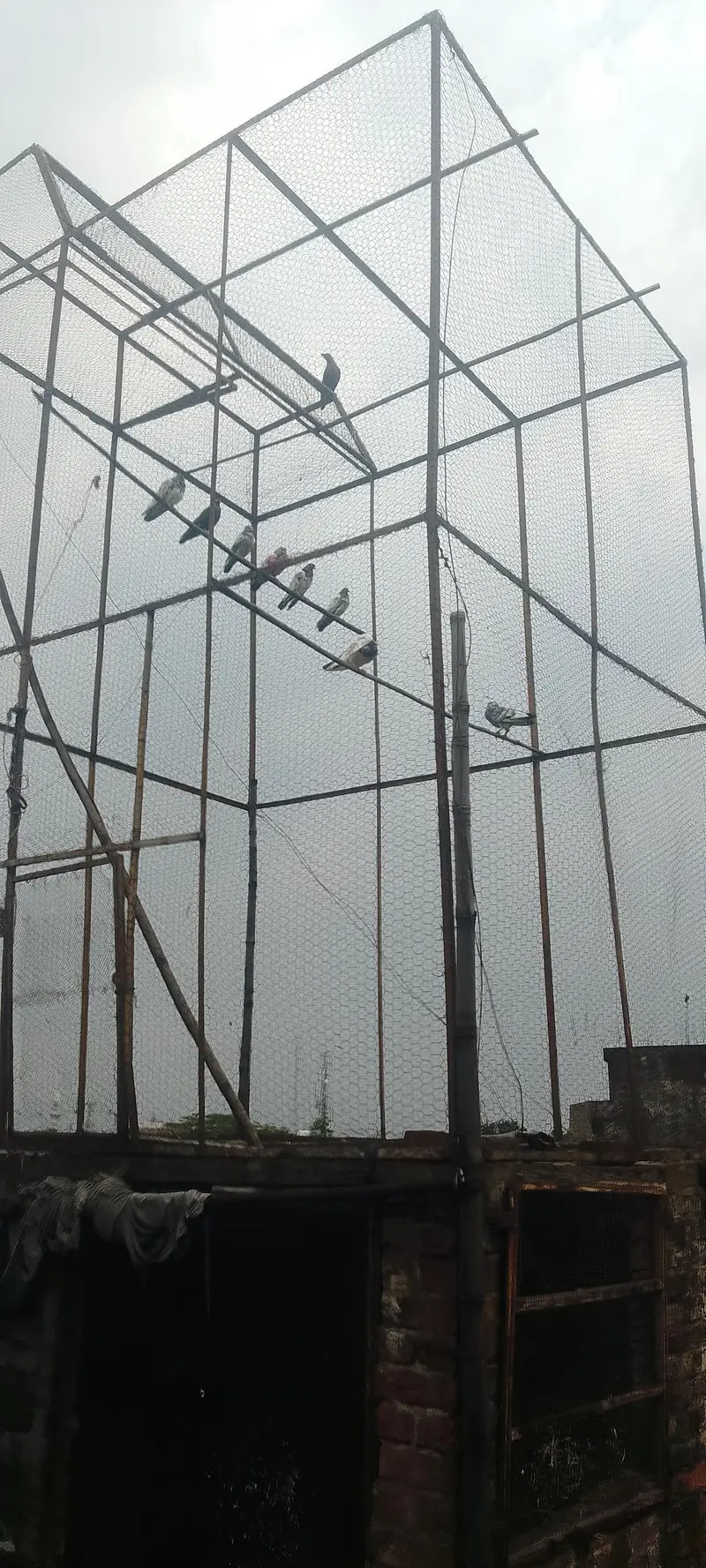 pigeons with jaal — photo 3
