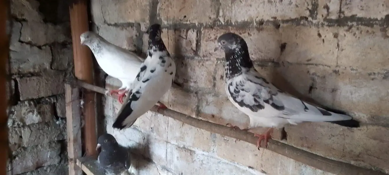 pigeons with jaal — photo 4