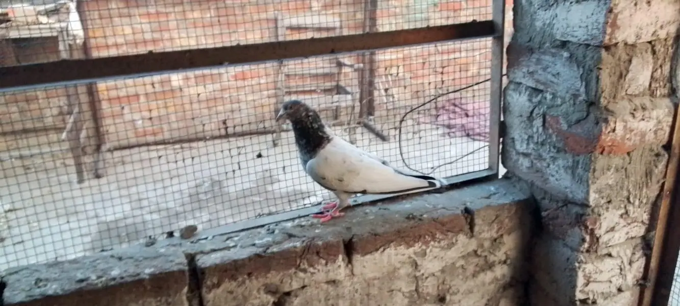 pigeons with jaal — photo 5