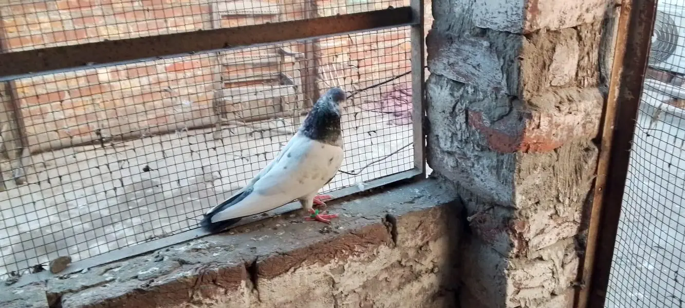 pigeons with jaal — photo 6