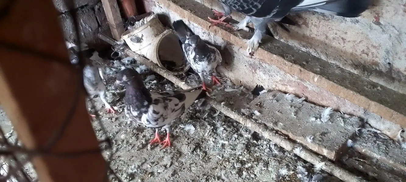 pigeons with jaal — photo 7