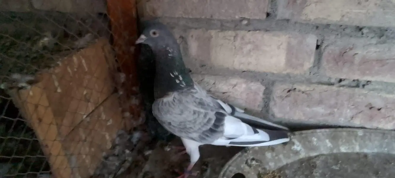 pigeons with jaal — photo 8