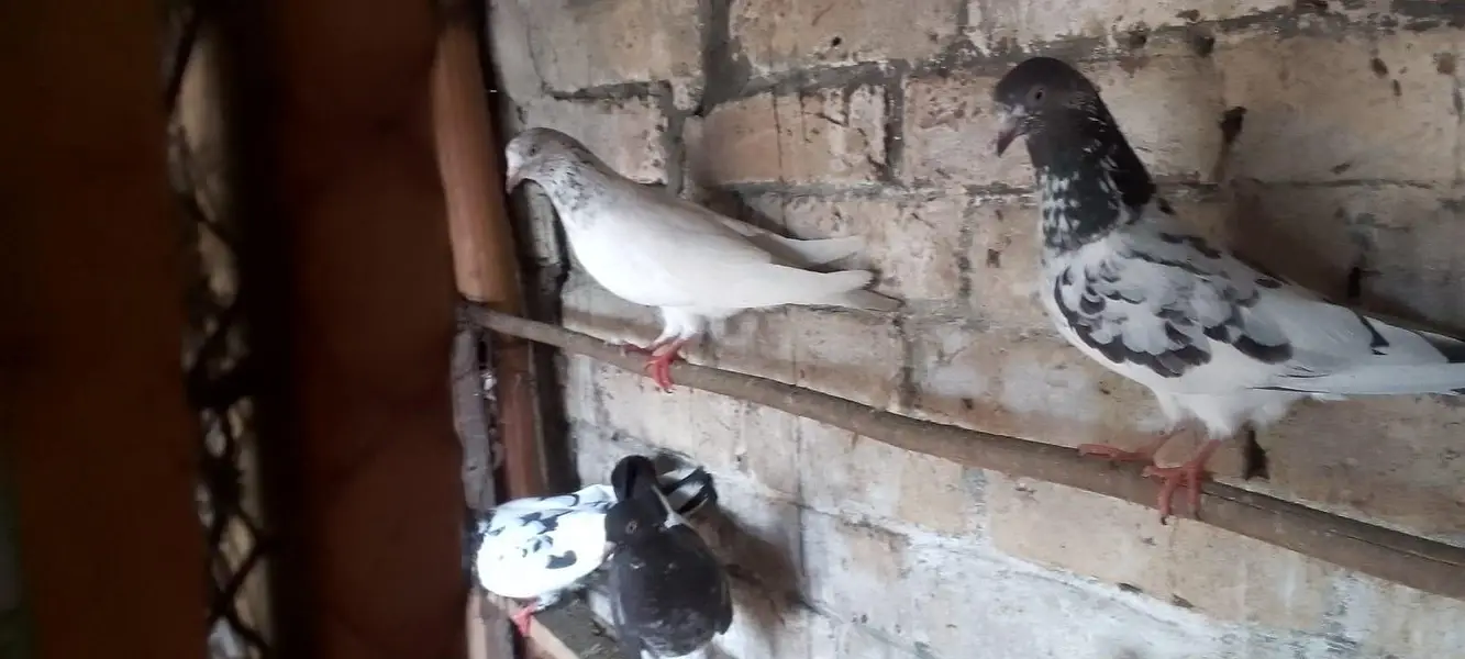 pigeons with jaal — photo 9