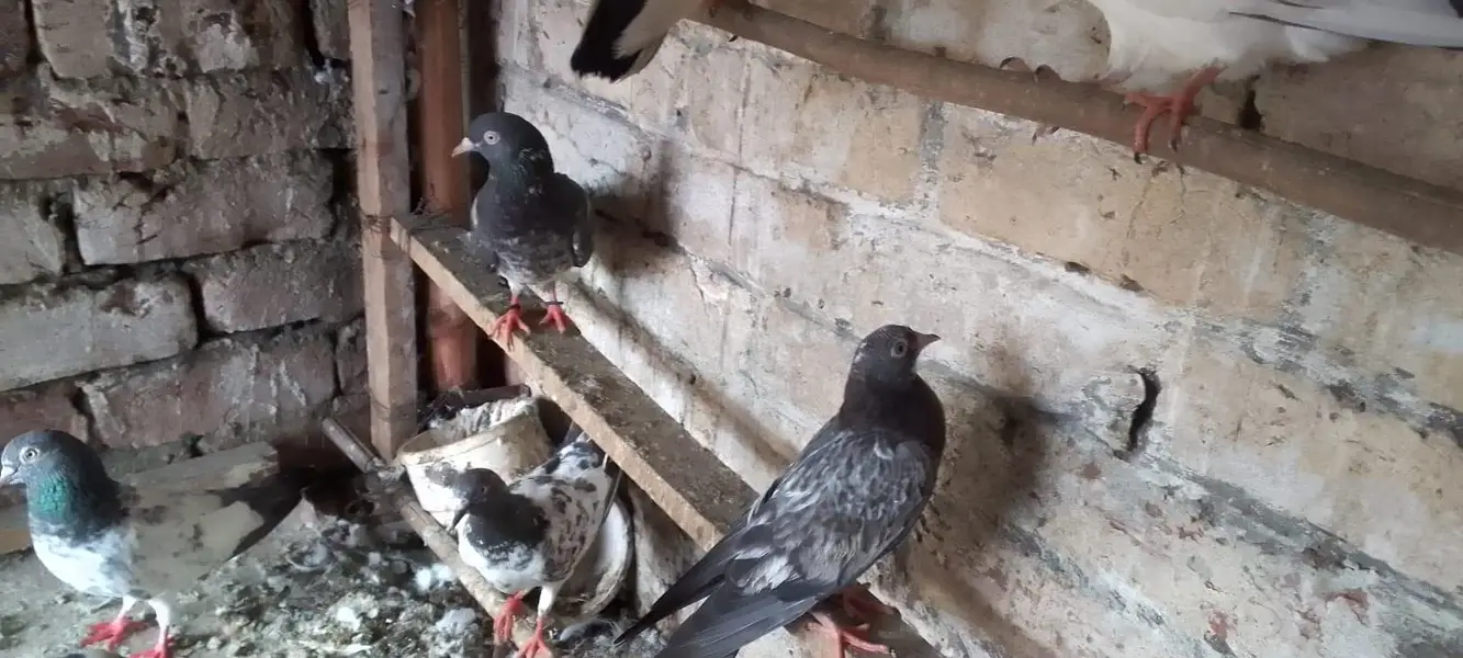 pigeons with jaal — photo 10
