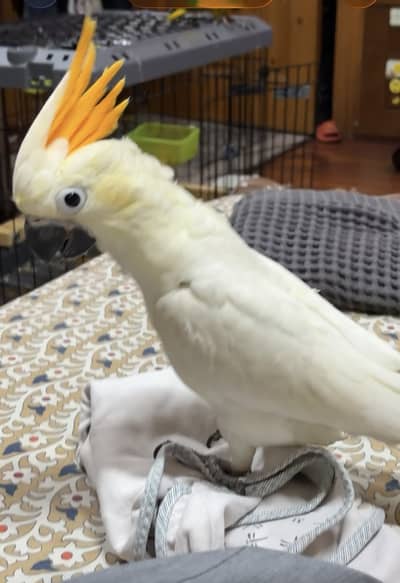 Citron Cockatoo