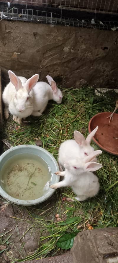 rabbits