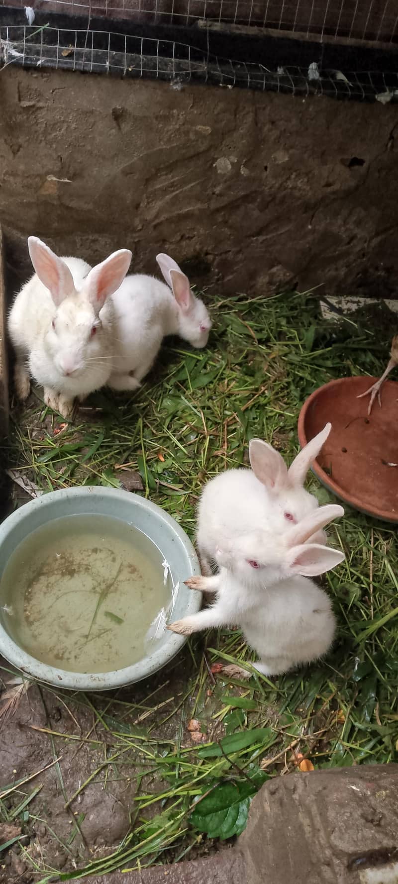 rabbits 0