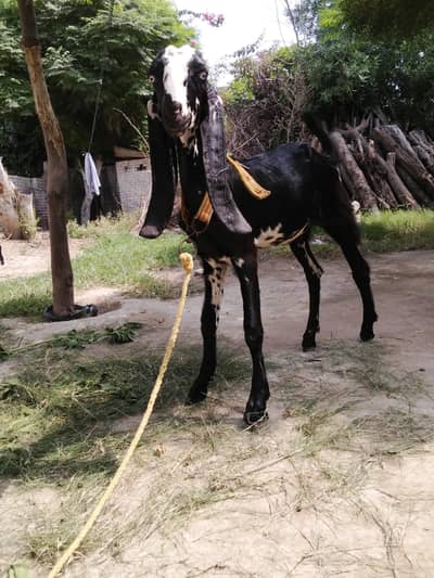 Amratsari  female   |  Goat  | bakra  | chatra 0300-0091606