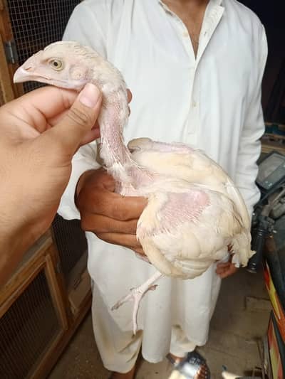 Pure white pepper Heera Aseel Chicks & Pure Black Aseel Chicks