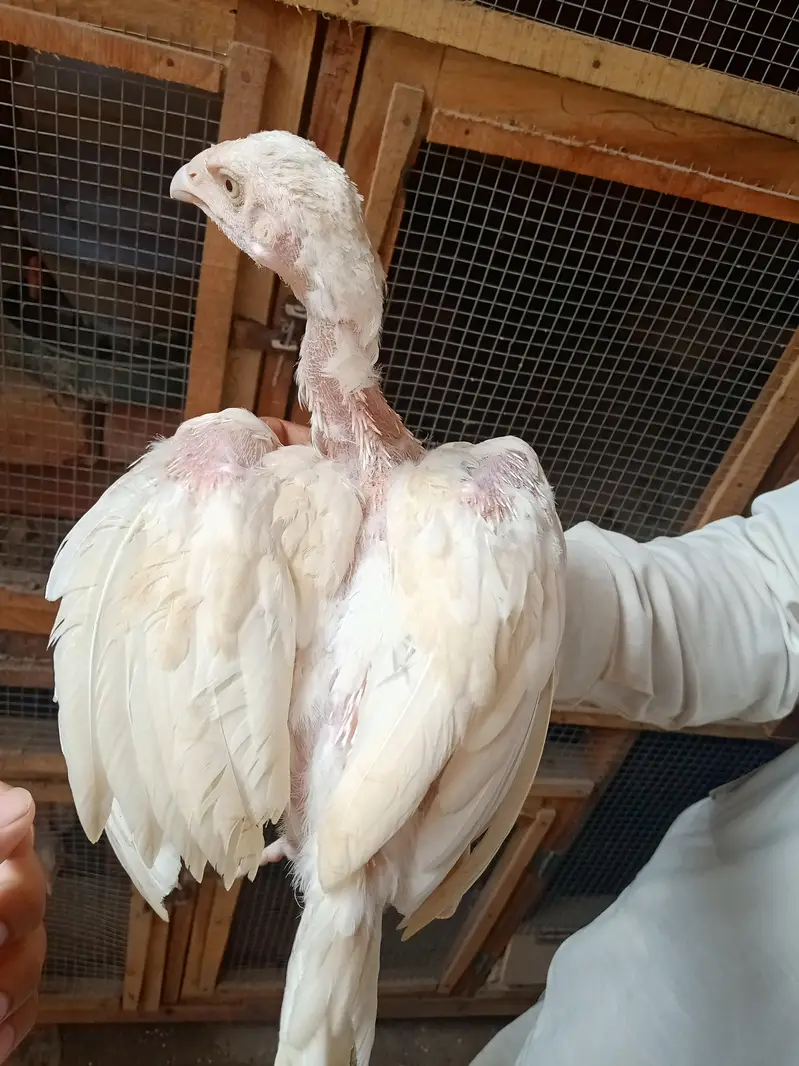 Pure white pepper Heera Aseel Chicks & Pure Black Aseel Chicks — photo 2