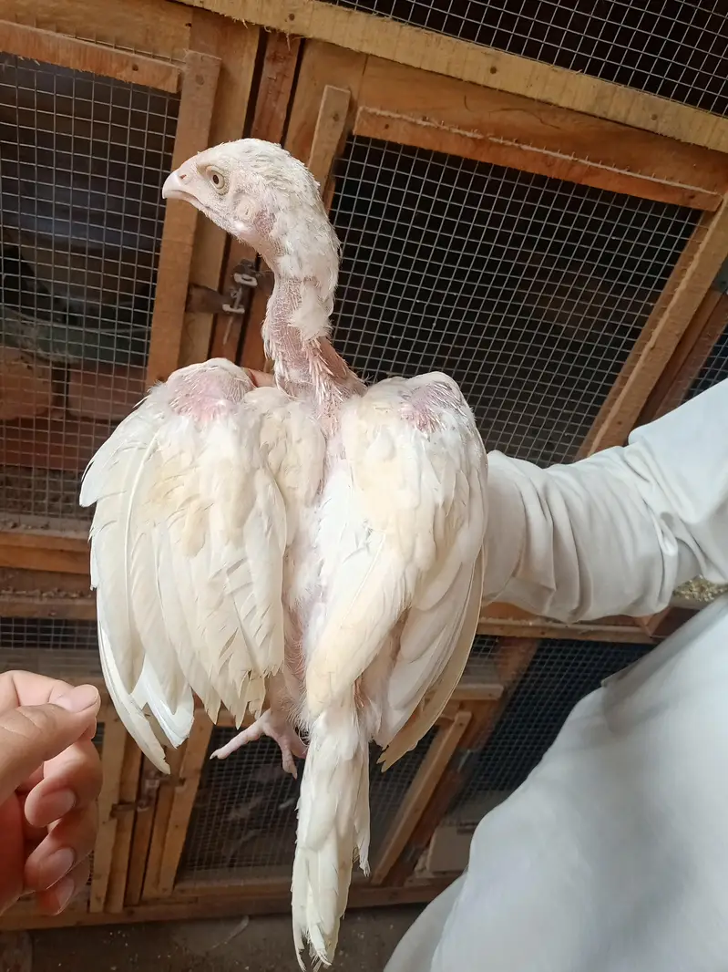Pure white pepper Heera Aseel Chicks & Pure Black Aseel Chicks — photo 3