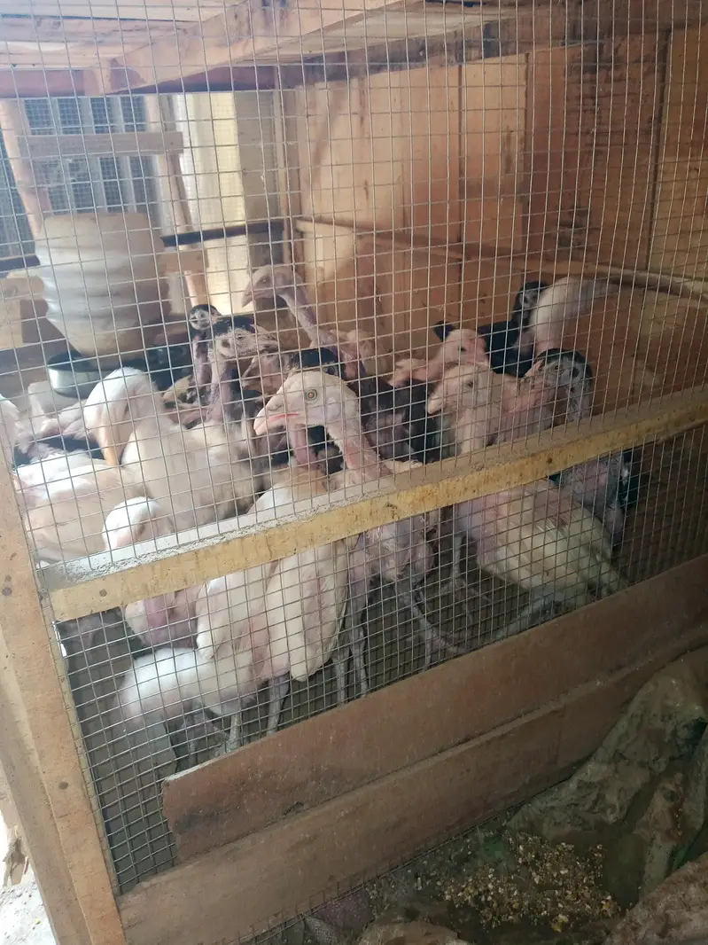 Pure white pepper Heera Aseel Chicks & Pure Black Aseel Chicks — photo 4