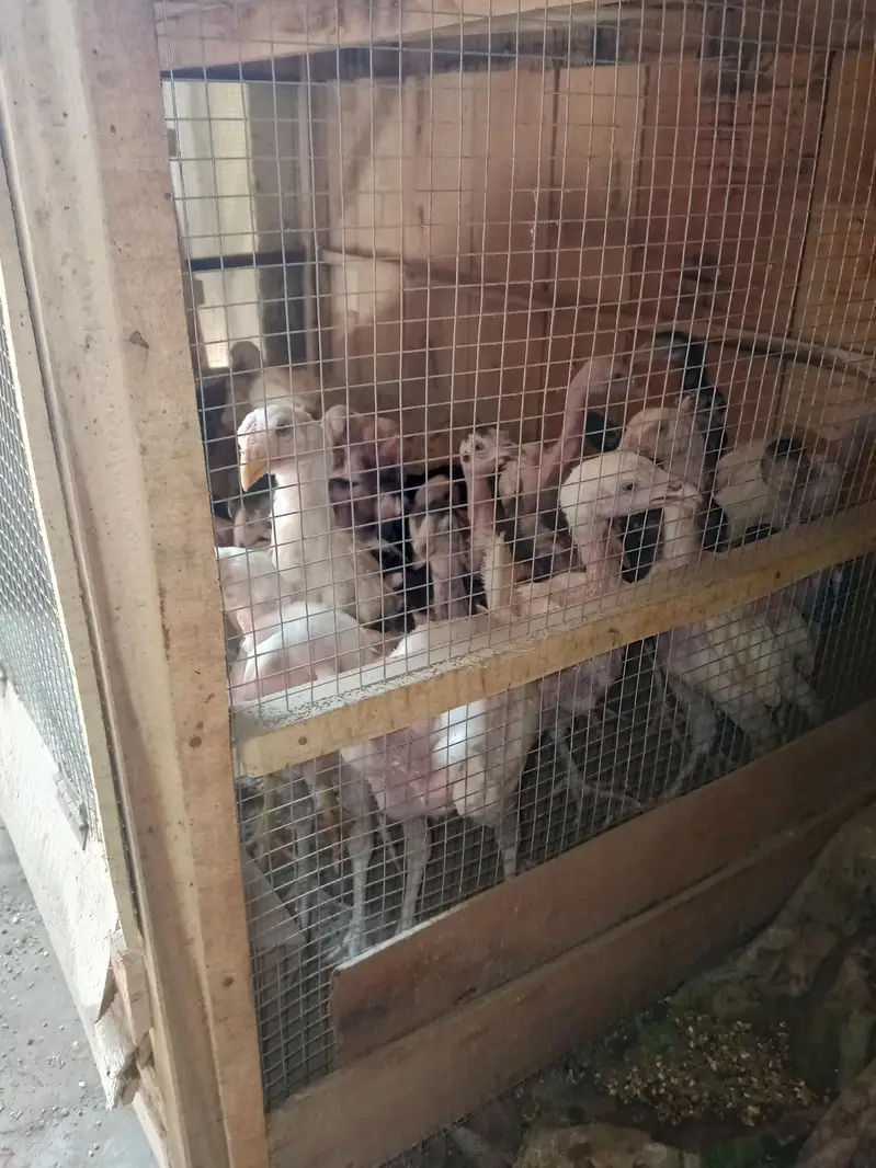 Pure white pepper Heera Aseel Chicks & Pure Black Aseel Chicks — photo 5