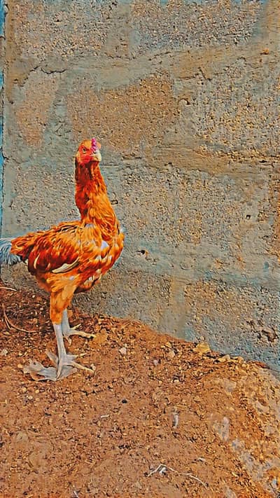 Lakha aseel female for sale