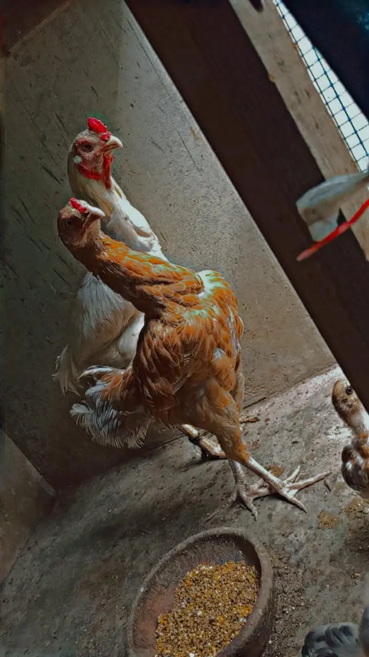 Lakha aseel female for sale — photo 2