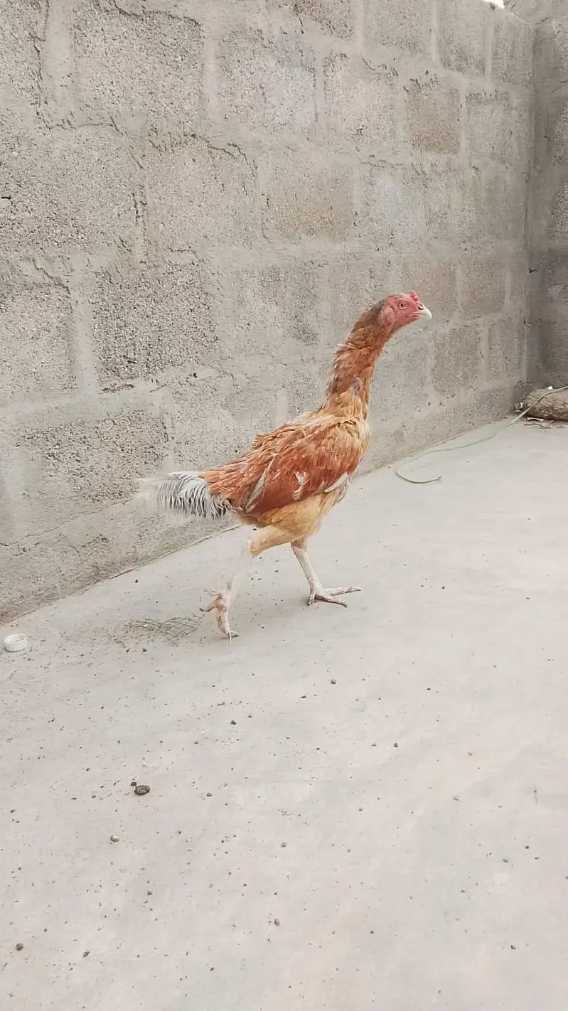 Lakha aseel female for sale — photo 3