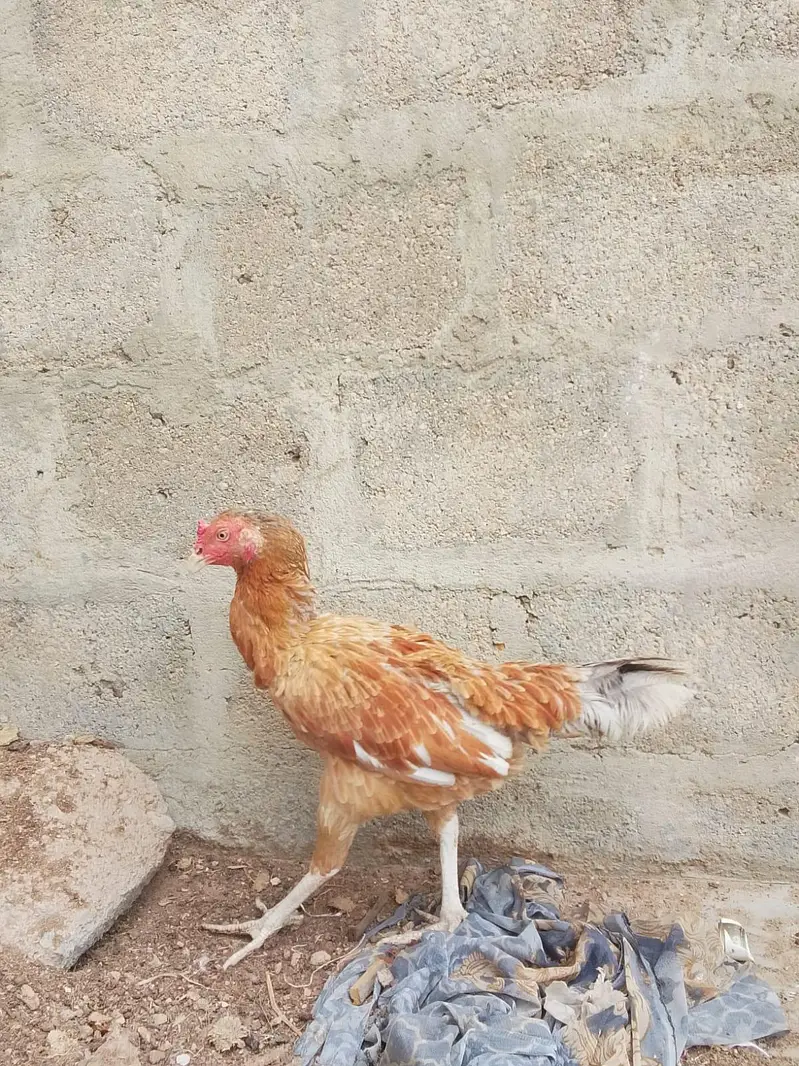 Lakha aseel female for sale — photo 4