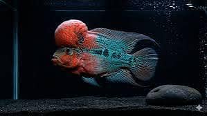 Quality Fishes Are Available In Very Reasonable Prices. 03705102067