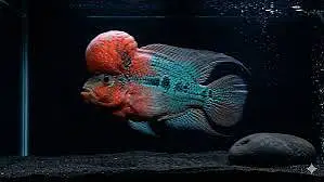 Quality Fishes Are Available In Very Reasonable Prices. 03705102067