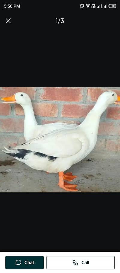 Ducks  for sale