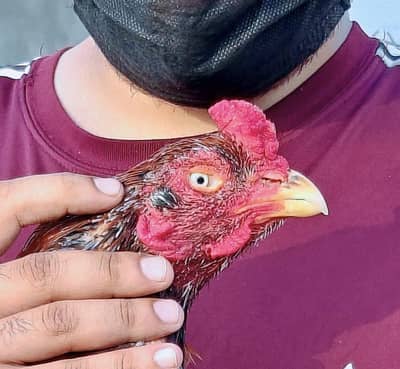 High quality old blood amroha Mianwali lasani Heera Aseel hen breeder