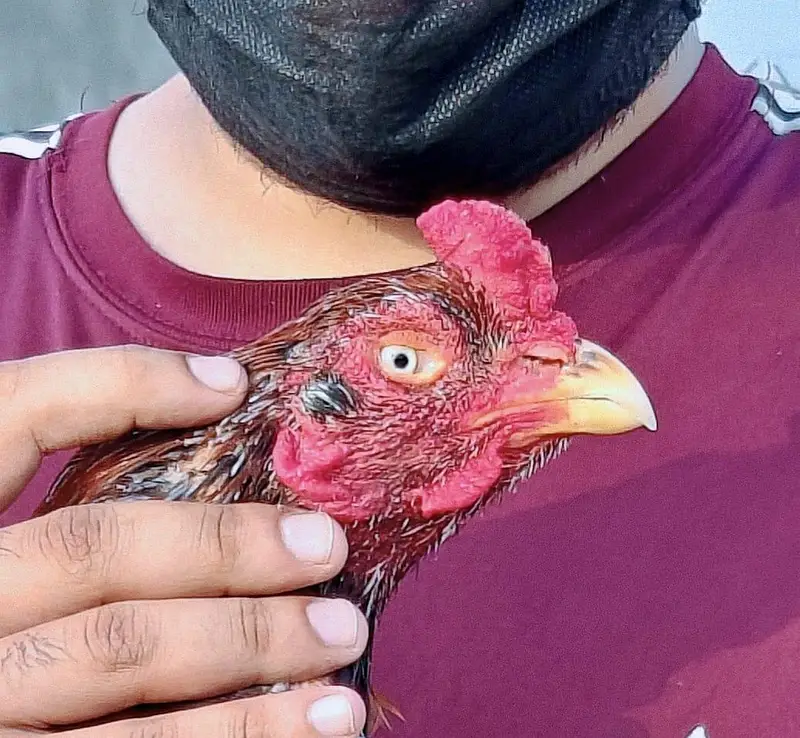 High quality old blood amroha Mianwali lasani Heera Aseel hen breeder