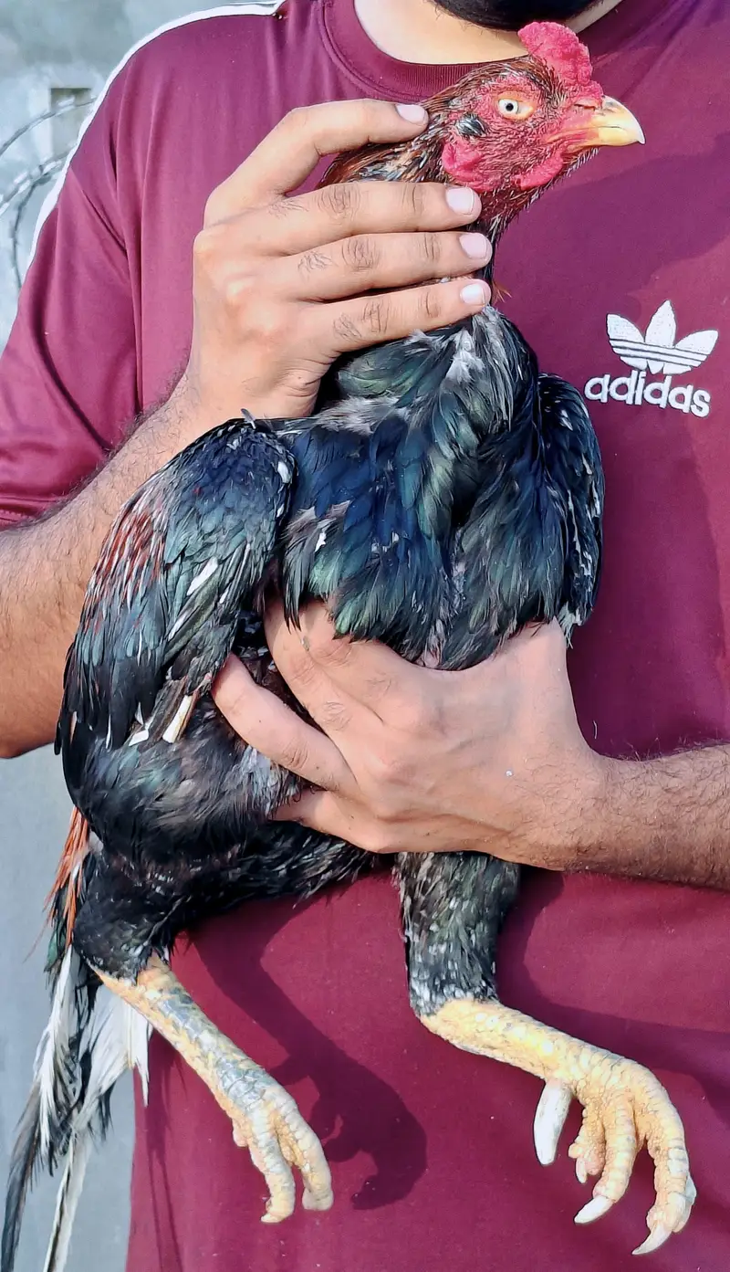 High quality old blood amroha Mianwali lasani Heera Aseel hen breeder — photo 2