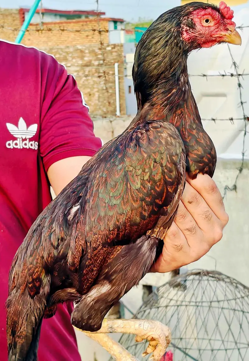 High quality old blood amroha Mianwali lasani Heera Aseel hen breeder — photo 3
