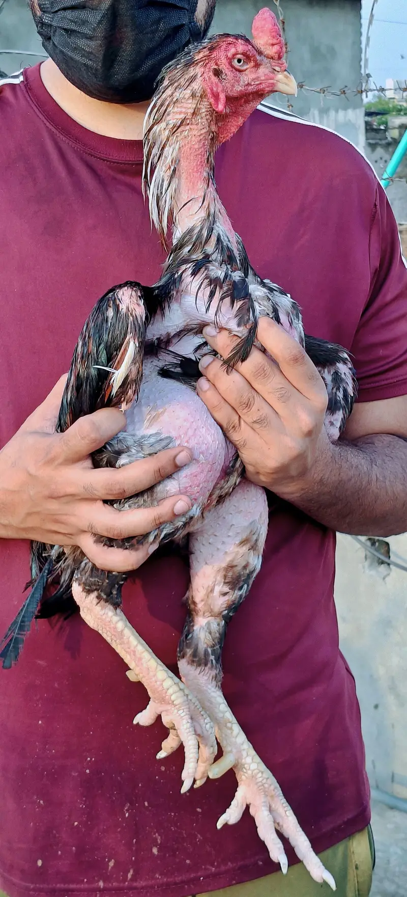 High quality old blood amroha Mianwali lasani Heera Aseel hen breeder — photo 4