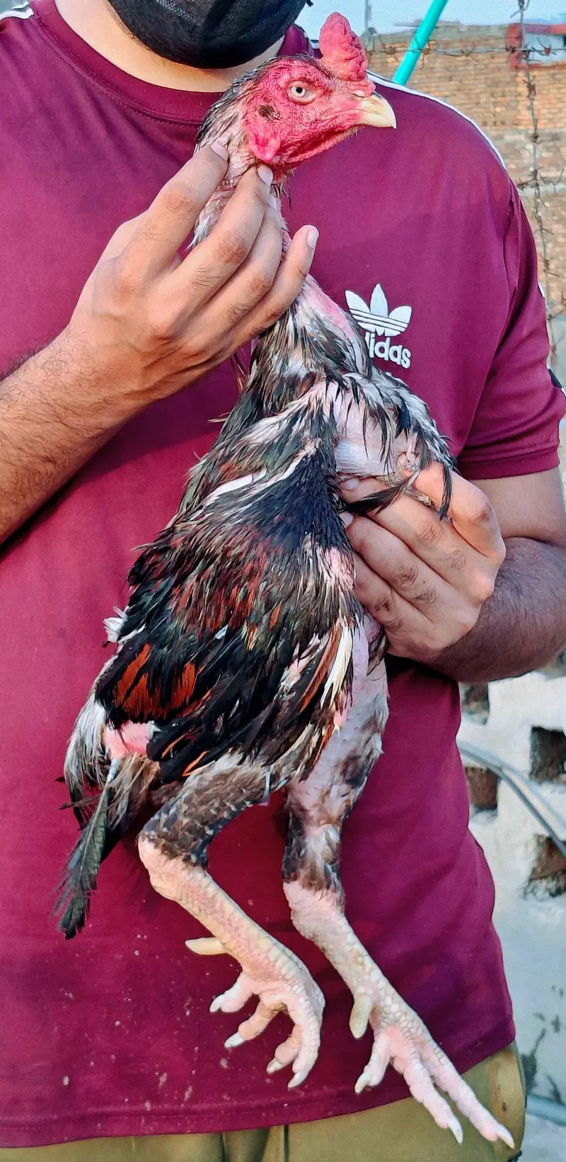 High quality old blood amroha Mianwali lasani Heera Aseel hen breeder — photo 5