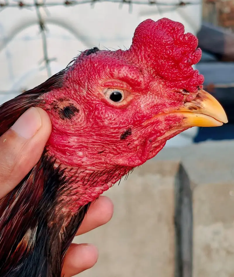 High quality old blood amroha Mianwali lasani Heera Aseel hen breeder — photo 6