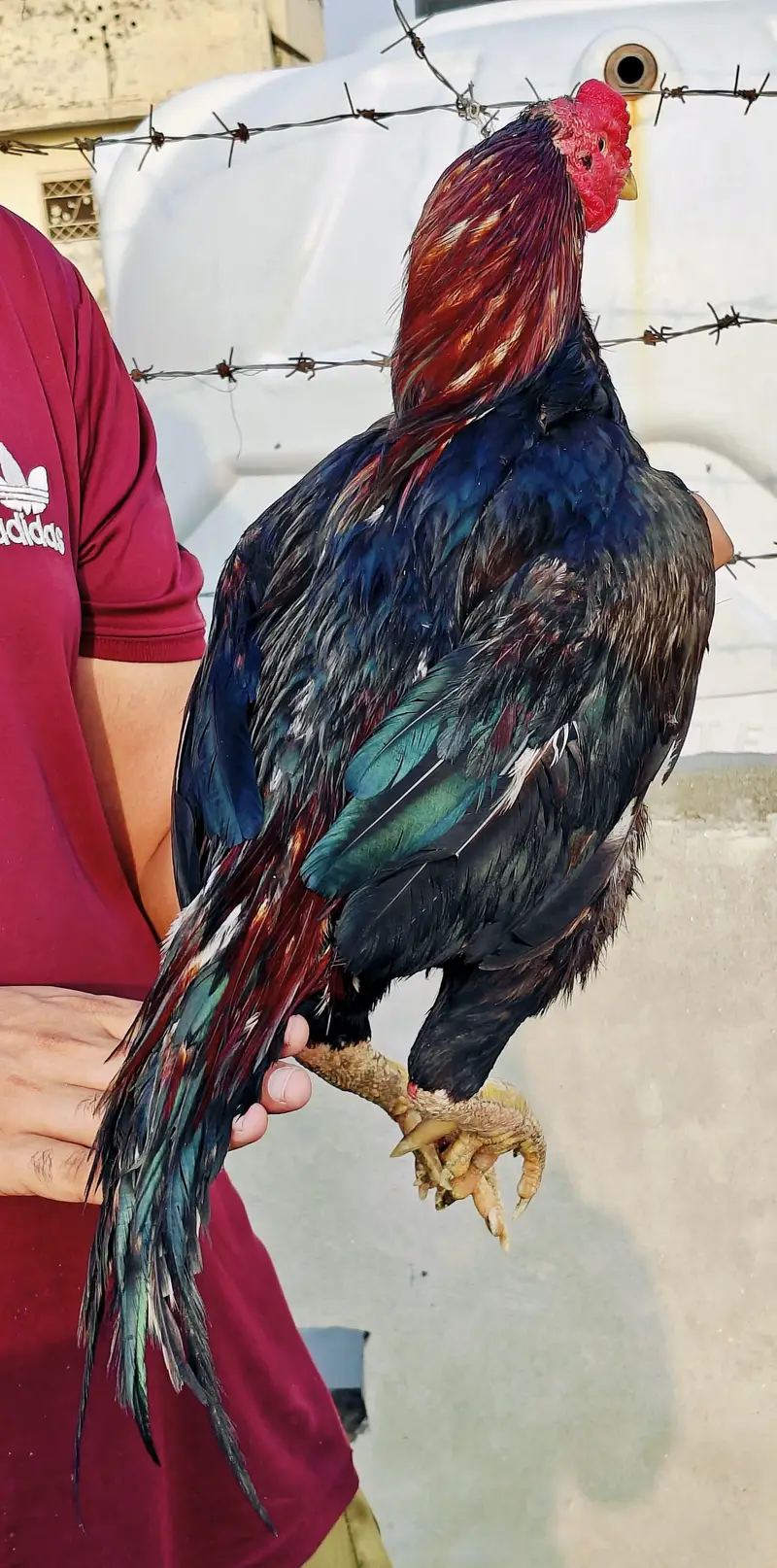 High quality old blood amroha Mianwali lasani Heera Aseel hen breeder — photo 7