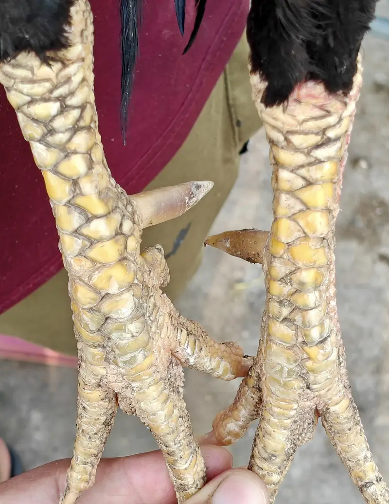 High quality old blood amroha Mianwali lasani Heera Aseel hen breeder — photo 8